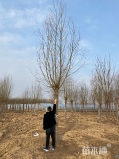 15公分竹柳