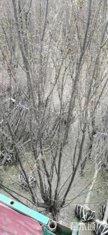 10公分北美海棠