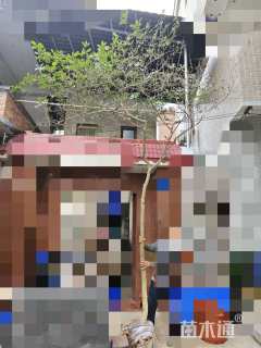 高度400厘米栀子