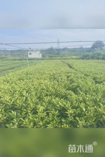 高度50厘米非洲茉莉