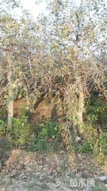 8公分苹果树