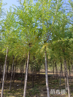6公分榆树