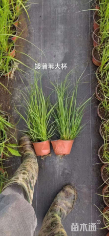 高度20厘米矮蒲苇