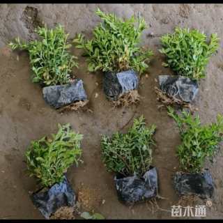 高度20厘米满天星