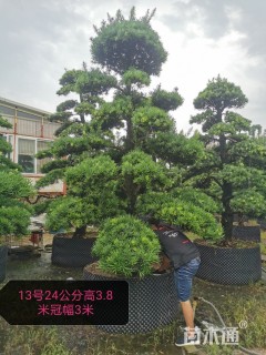 21公分小叶罗汉松