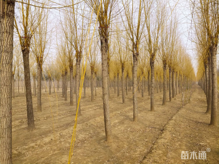 12公分红丝垂柳