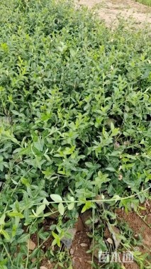 40厘米小叶扶芳藤