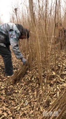 高度50厘米榉树小苗