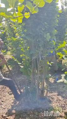 高度250厘米丛生紫荆