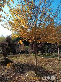 高度4000厘米映山红
