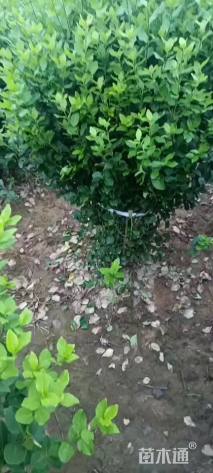 冠幅100厘米卫矛球