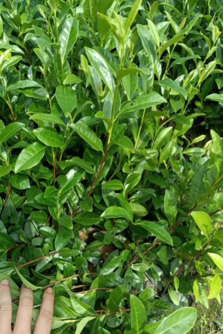 高度40厘米白茶