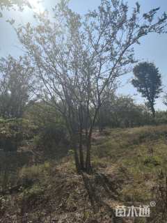 60公分(5杆)丛生朴树