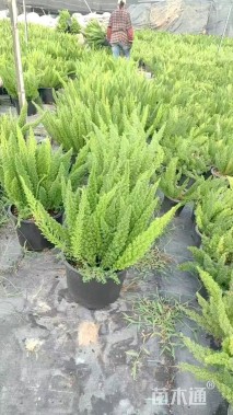 高度50厘米狐尾天门冬