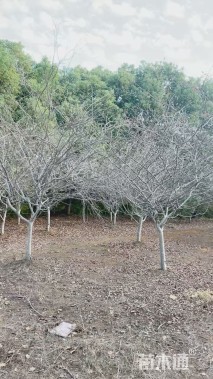12公分海棠