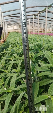 高度20厘米墨西哥鼠尾草