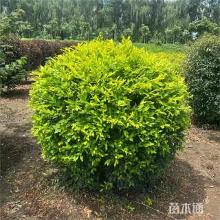 冠幅80厘米金叶女贞球