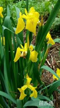 高度20厘米黄花鸢尾