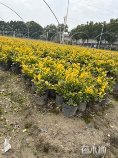 高度30厘米金森女贞