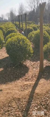 冠幅200厘米胶东卫矛球