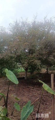 18公分日本红枫