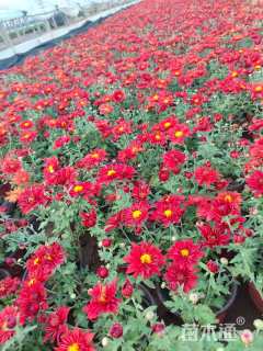 高度20厘米国庆菊