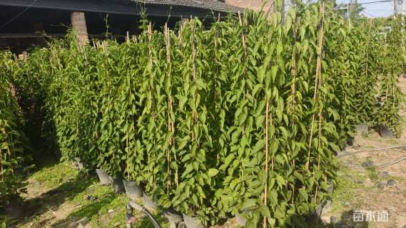 200厘米炮仗花