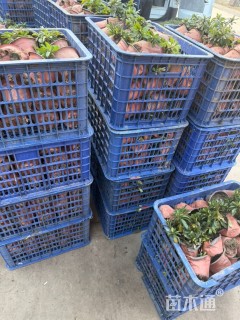 高度10厘米矮婆鹃