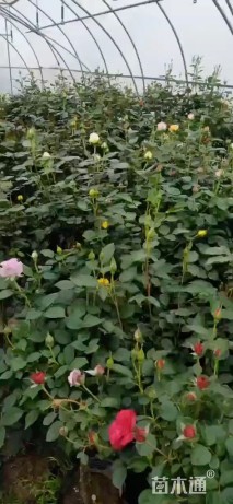 高度50厘米月季