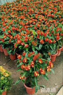 高度30厘米龙船花