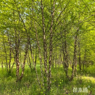 高度850厘米丛生河桦