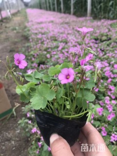 高度10厘米红花酢浆草