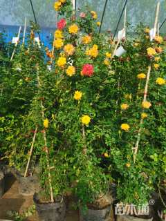 高度150厘米月季