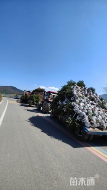 高度50厘米青海云杉