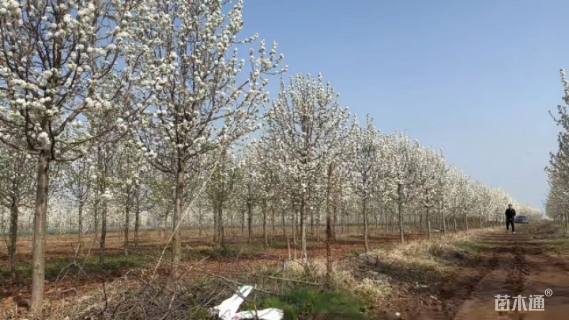 11公分彩叶豆梨