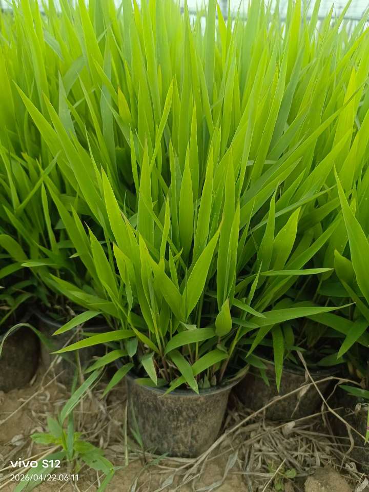 高度30厘米风铃草