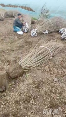 高度270厘米丛生木槿