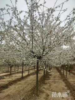 15公分染井吉野樱