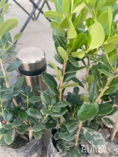 1.1公分无刺枸骨