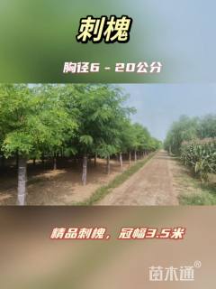 16公分刺槐