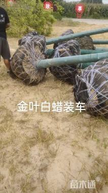 9公分金叶白蜡