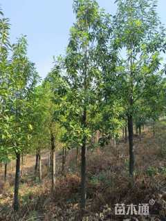 0公分云南拟单性木兰