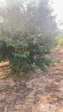 10公分红叶碧桃