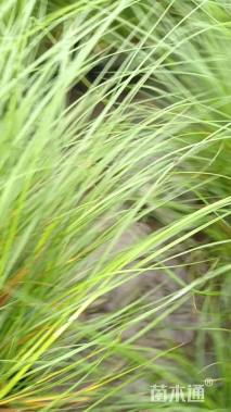 高度32厘米小兔子狼尾草