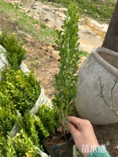 高度40厘米瓜子黄杨