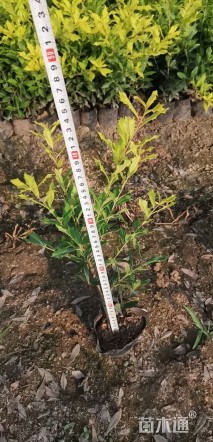 高度35厘米黄金枸骨