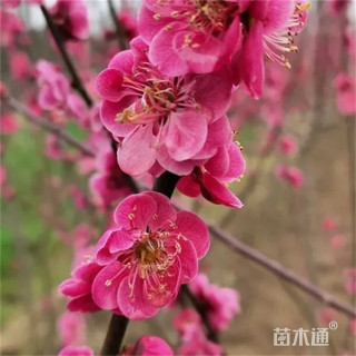 25公分红梅