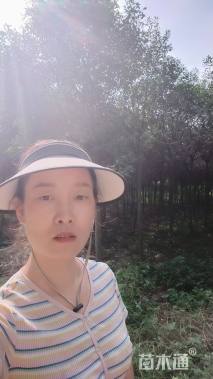 8公分高杆红叶石楠