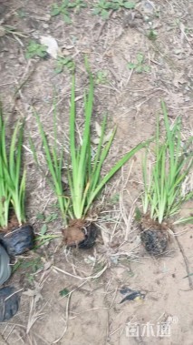 高度50厘米水生鸢尾