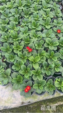 高度10厘米报春花